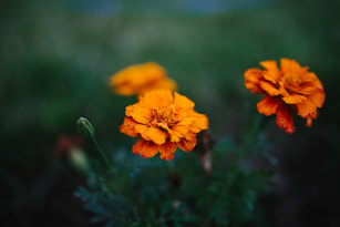 orange-colored flower